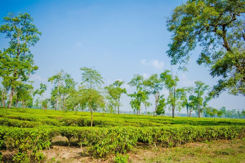 Assam