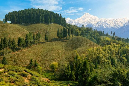 Darjeeling