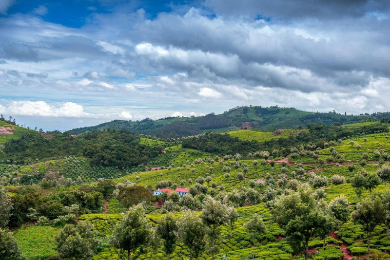 Nilgiri